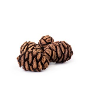 Sequoia Pine Cones