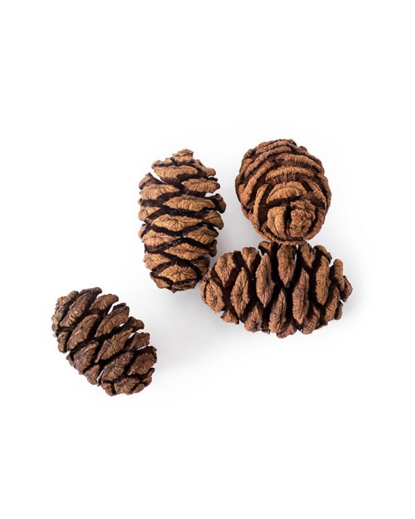 Sequoia Pine Cones