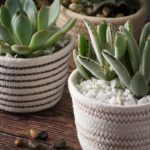 succulents in small plant baskets