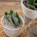 succulents in small plant baskets