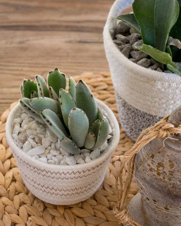 SoftWeave Planters Mixed Case Set