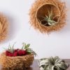 bird nest basket with air plants