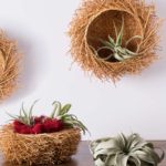 bird nest basket with air plants
