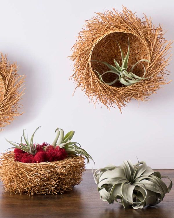 bird nest basket with air plants