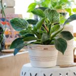 indoor planter baskets with philodendron birkin