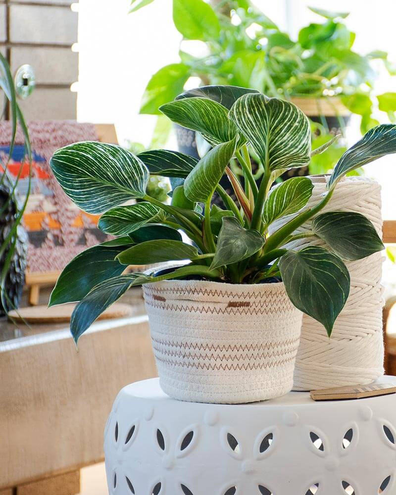 Indoor Plant Baskets SoftWeave 6" SuperMoss