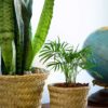 creekside palmweave basket