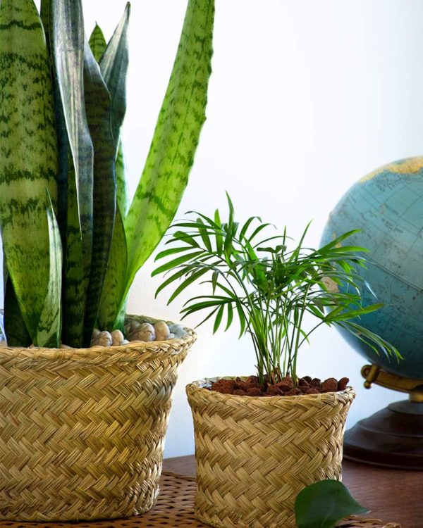 creekside palmweave basket