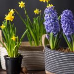 Spring Inspiration and SoftWeave Planters