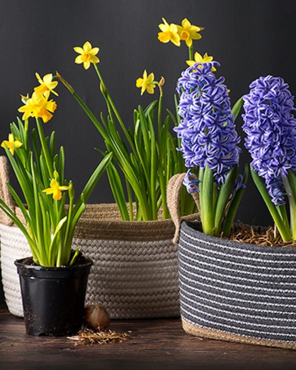 Spring Inspiration and SoftWeave Planters