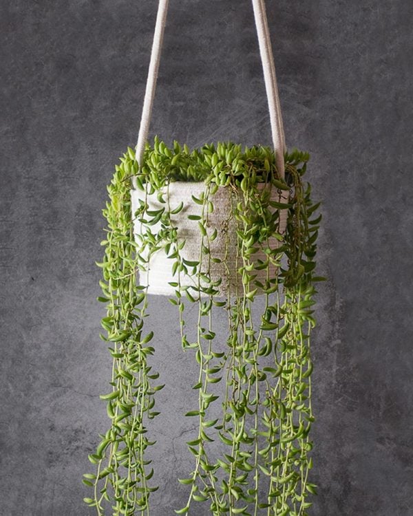 cotton hanging plant basket with string of bananas