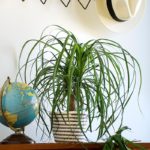 indoor planter baskets with ponytail palm