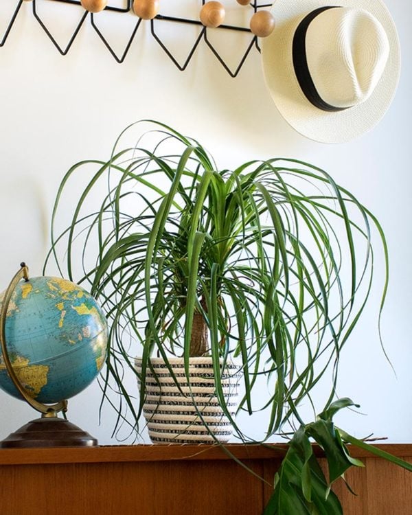 indoor planter baskets with ponytail palm
