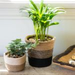 indoor planter baskets with parlor palm