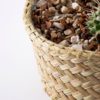 palmweave basket and cactuses