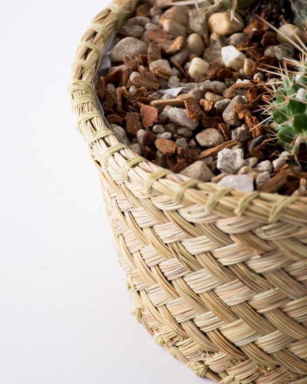 palmweave basket and cactuses