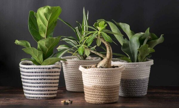 SoftWeave 6" Planters