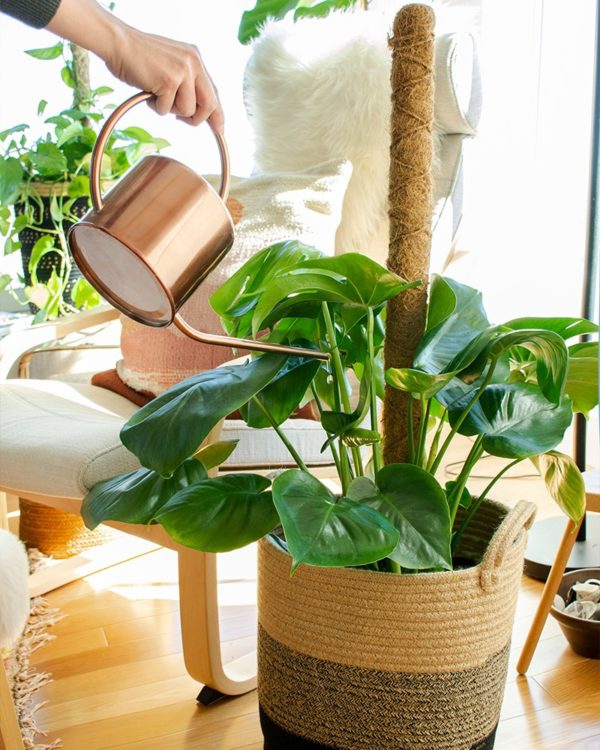 Image of coco pole and monstera deliciosa