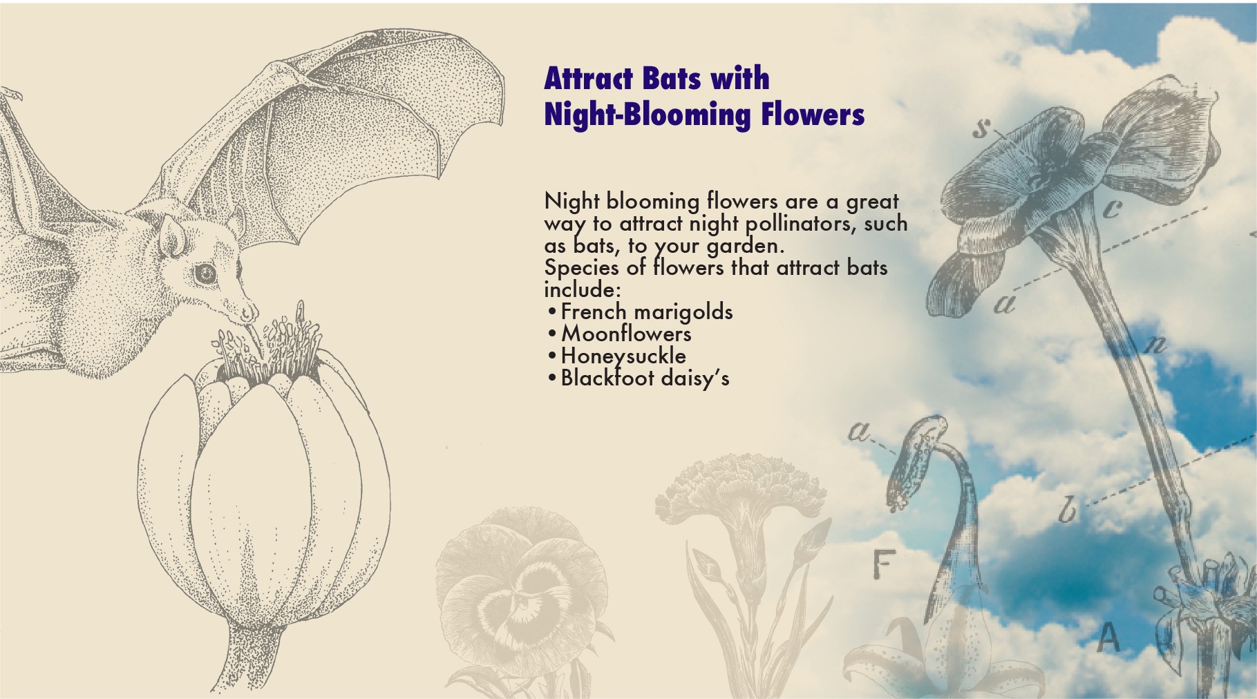 Graphic illustration of bat and night-blooming flowers