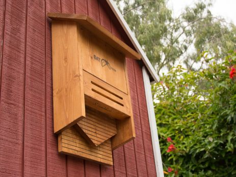How to Attract Bats to your Garden