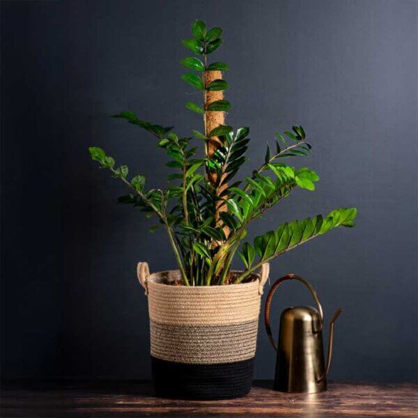 The Stackable Coco SuperPole