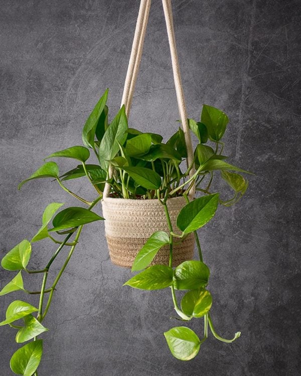 golden pothos in hanging planter basket