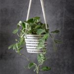 scindapsus pictus in hanging planter basket