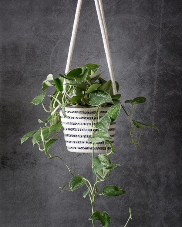 scindapsus pictus in hanging planter basket