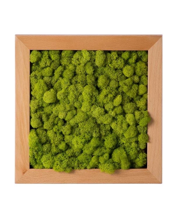 Reindeer Moss Frame Chartreuse