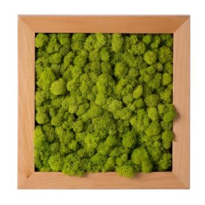 Reindeer Moss Frame Chartreuse