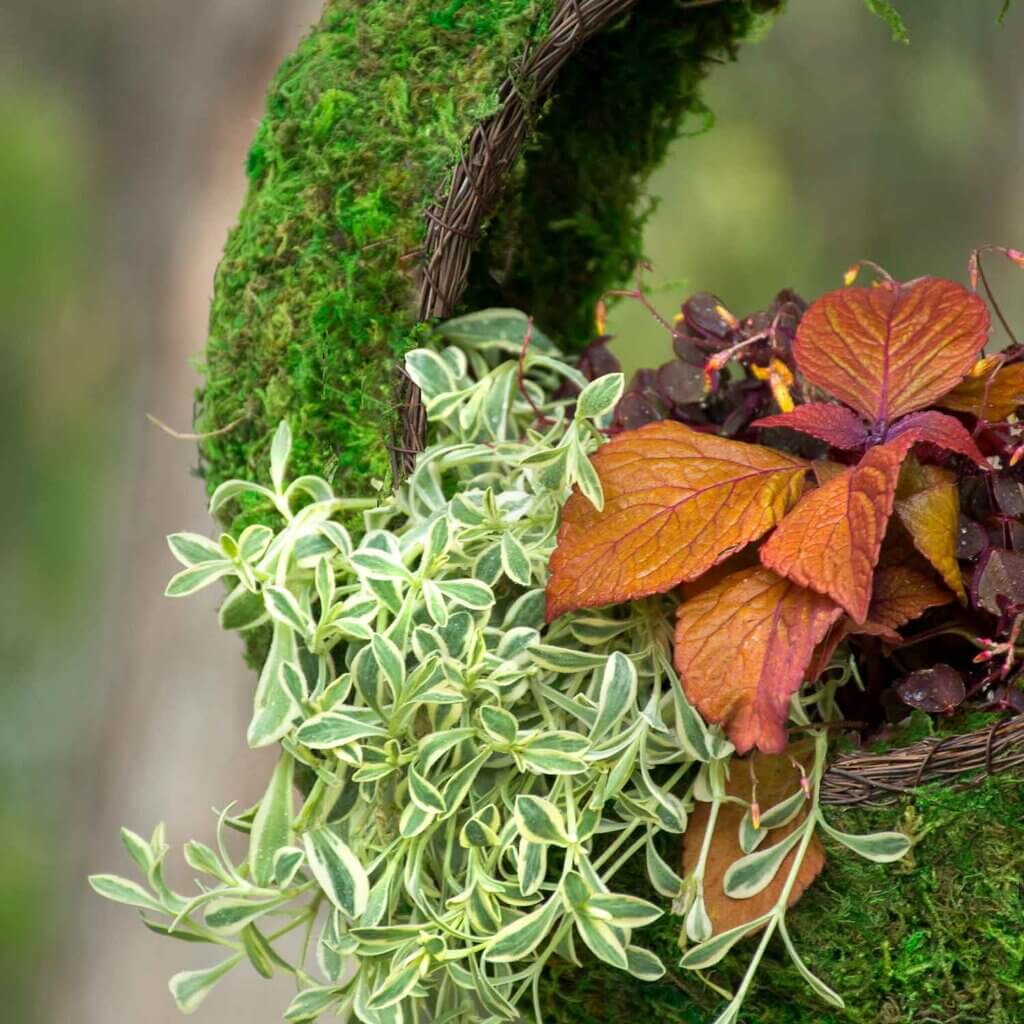 Plantable Sunrise Bird Feeder #4