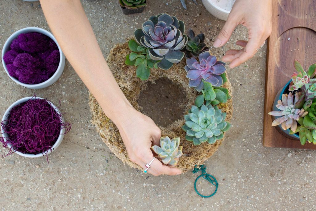 placing succulents on wreath