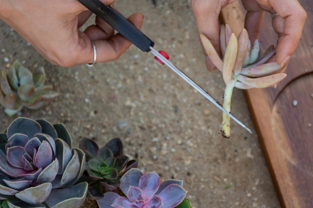 cutting succulent stems