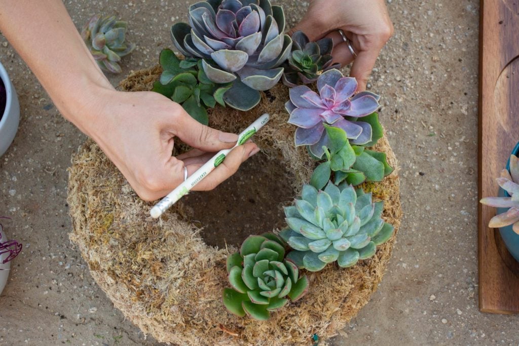 poking holes for the succulents