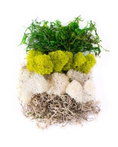 Carolina Moss Mix