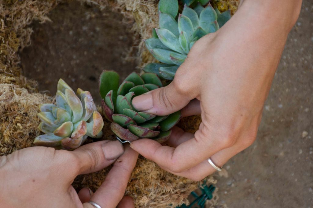 close up placing succulents