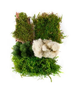 Delaware Moss Mix