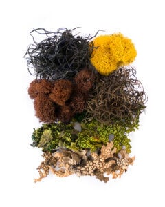 Vermont Moss Mix