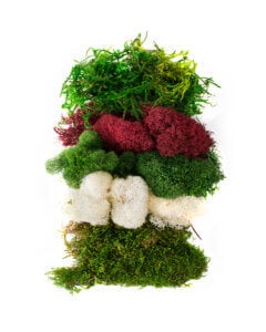 Christmas Moss Mix