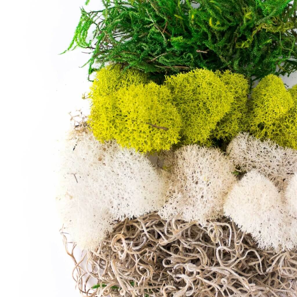 Carolina Moss Mix #4