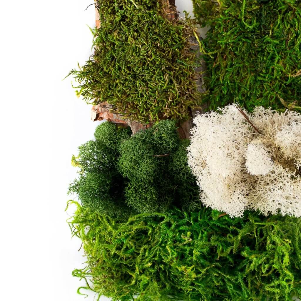 Delaware Moss Mix #4