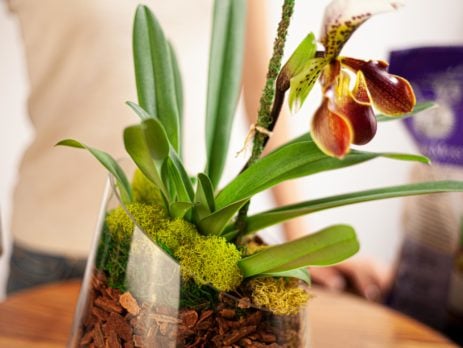 How to Repot Your Orchids