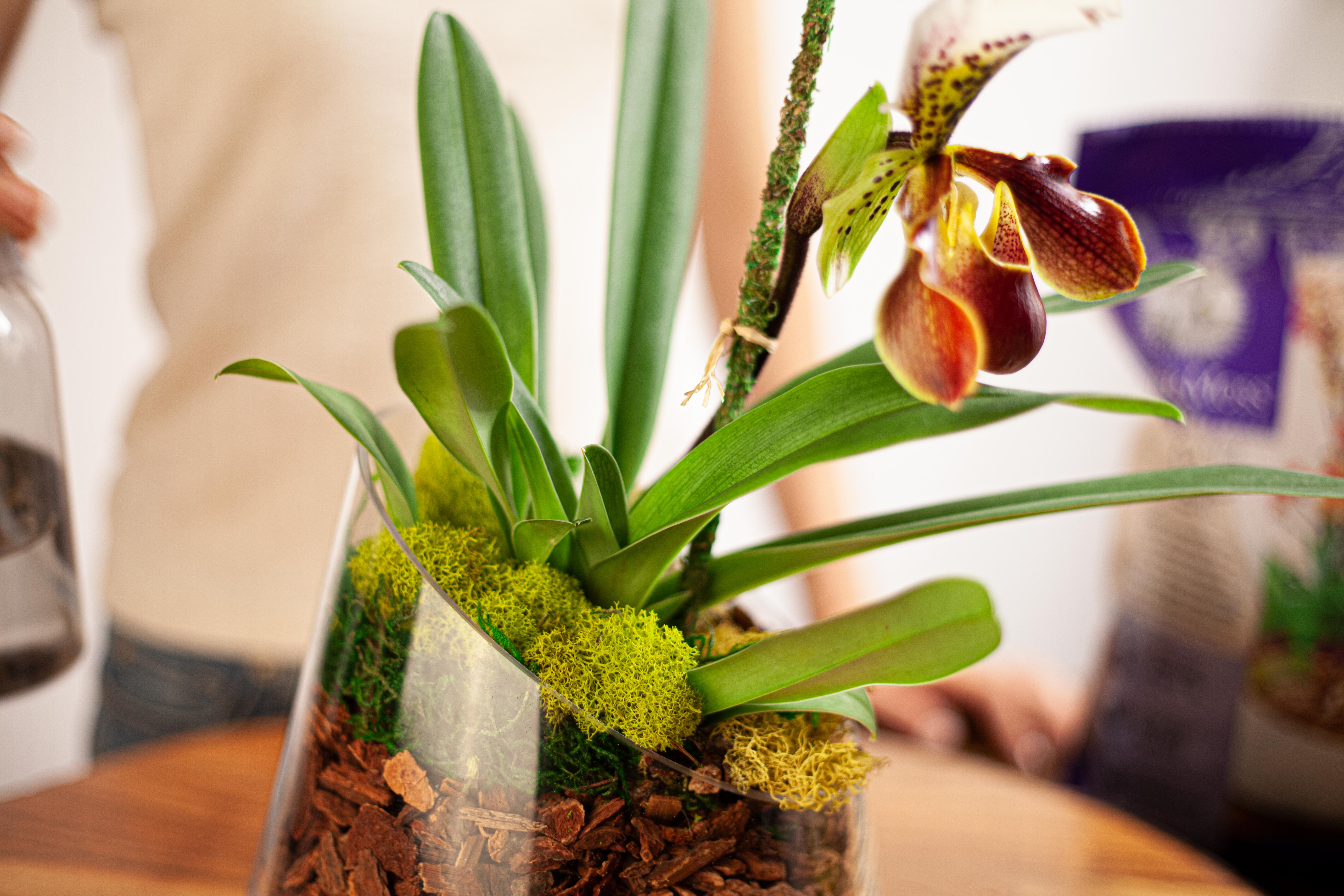 How to Repot Your Orchids