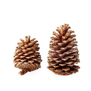 Jeffrey Pine Cones