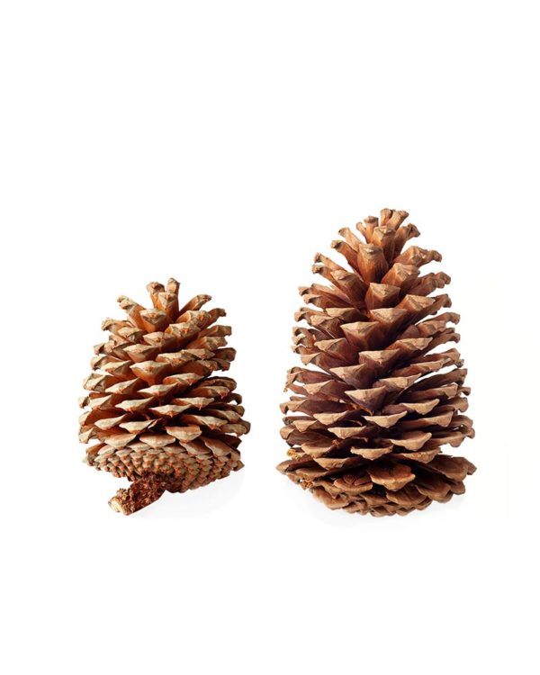 Jeffrey Pine Cones