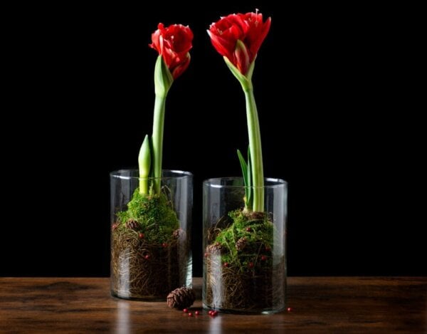 DIY Kokedama with Sheet Moss