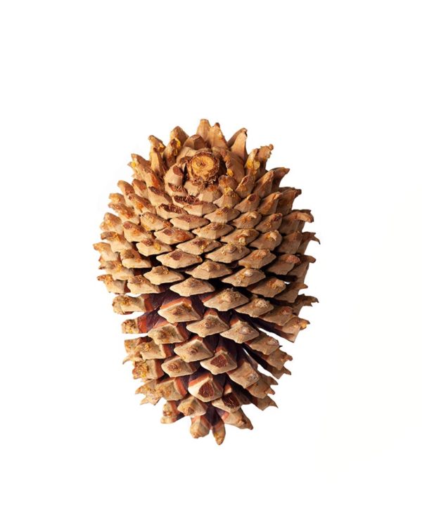 Coulter Pine Cones