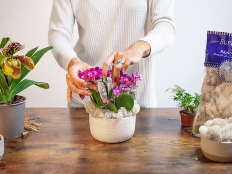 Mini Orchids Garden Arrangement