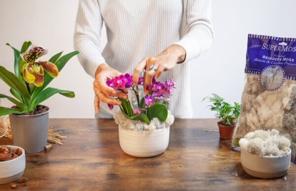 Mini Orchids Garden Arrangement