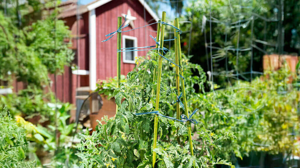 Bamboo Plant Stakes #1
